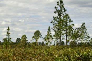 Florida pine forest