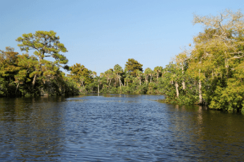 Jupiter waterfront surrounded by trees